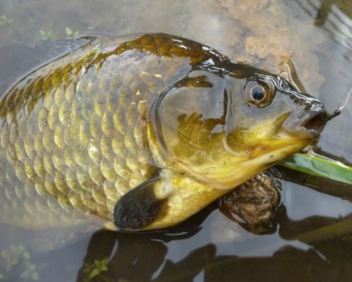 Риболов за каракуди на дъно