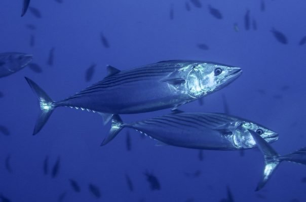 Риболов на Паламуд в Черно море