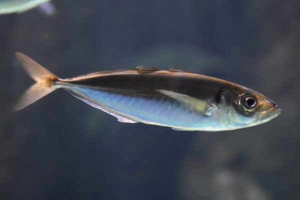 Риболов на Сафрид в Черно море