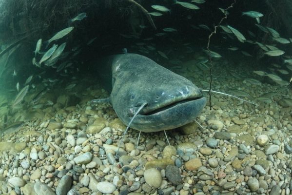 Сом на кльонк в река